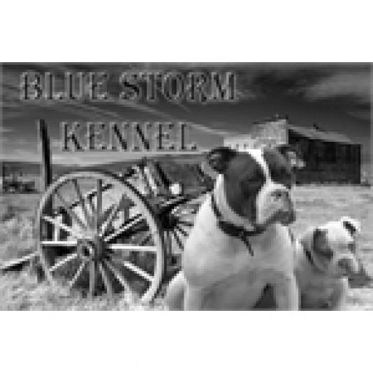 Élevage Alapaha Blue Blood Bulldog Blue Storm Kennel Alapaha