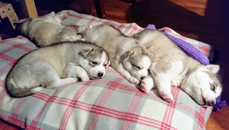 Heska Siberian Husky Breeder