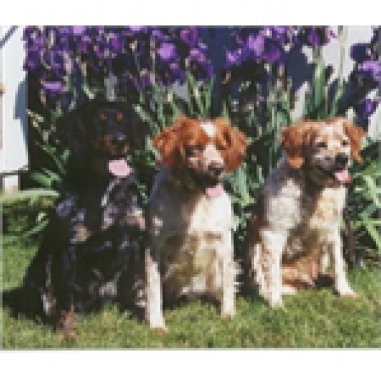 Brittany Spaniel de la Crête Bleue Breeder