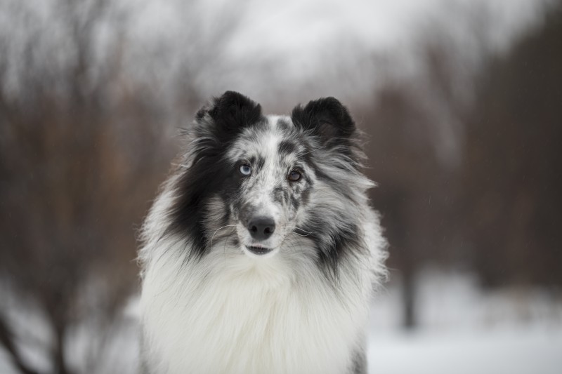 Dream Ranch  Shetland Sheepdog Breeder