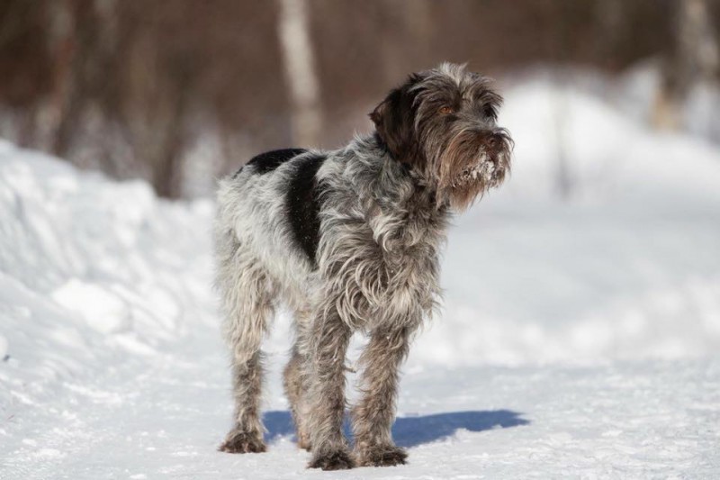 Wire Haired Pointing Griffon (Korthals) des Cinq Griff Breeder