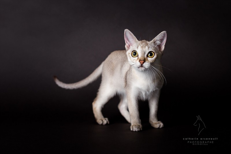 Élégance Singapura Cattery