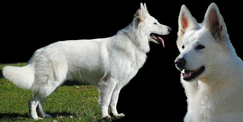 White Swiss Shepherd Le Clan Macval Breeder