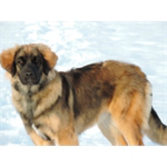 Leonberg Leoluv Breeder