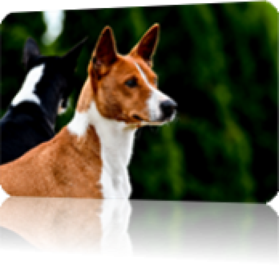 Basenji family Kafrika Breeder