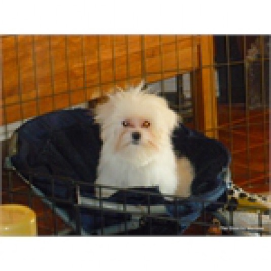 Maltese The Eklectic Breeder