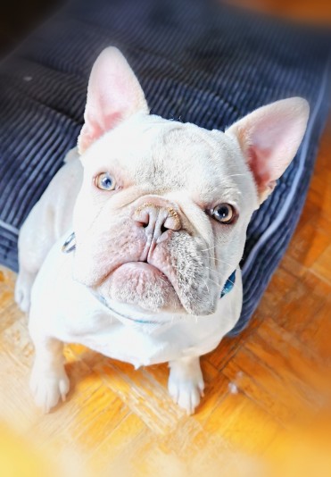 Linandy Frenchies Breeder