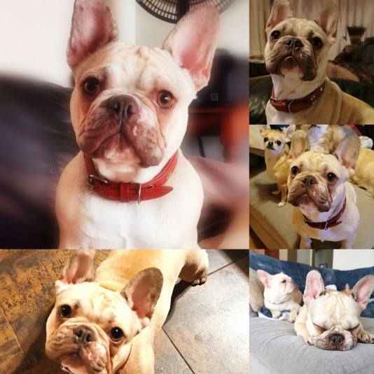 Linandy Frenchies Breeder