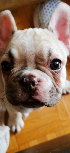 Linandy Frenchies Breeder