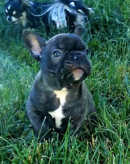 Linandy Frenchies Breeder