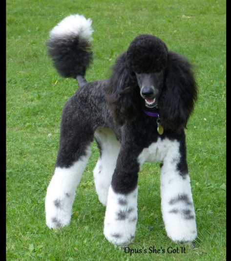 Standard Poodle (Royal) Opus poodles Breeder