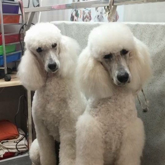 Royal Valmy Standard Poodle (Royal)