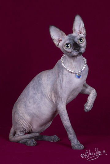 Sphynx de Chat-Elle Cattery