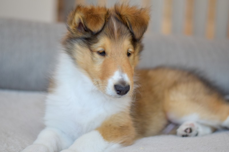 Silverblu Rough Collie Breeder