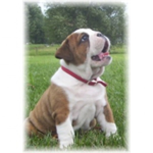 English Bulldog Doreval Breeder