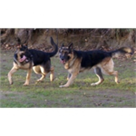 German Shepherd du Nord Breeder