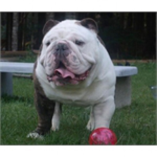 Bullynault English Bulldog Breeder