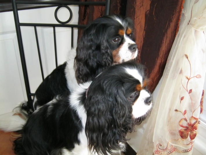 Cavalier King Charles Spaniel Chemin du Roy Breeder