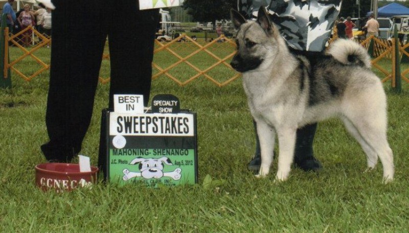 Chien d'élan norvégien gris Elkhound Breeder