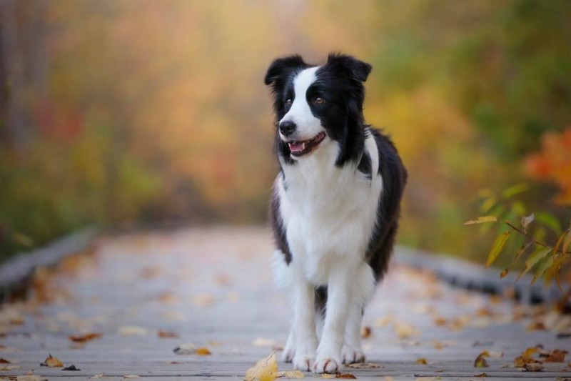 Kenoma Border collie