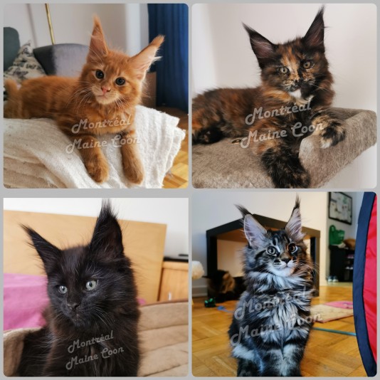 Montreal Mainecoon Cattery