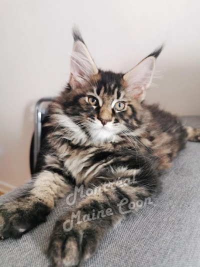 Montreal Mainecoon Cattery