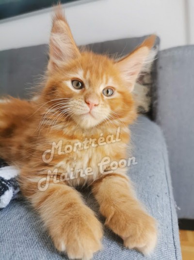 Montreal Mainecoon Cattery