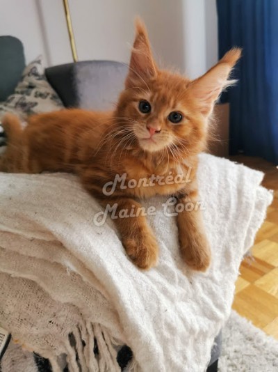 Montreal Mainecoon Cattery