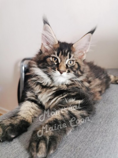 Chatterie Montreal Mainecoon