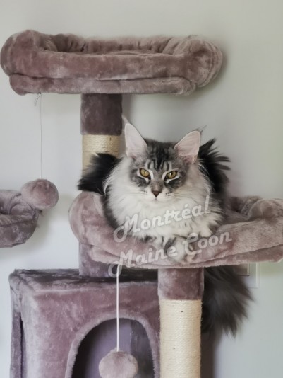 Montreal Mainecoon Cattery