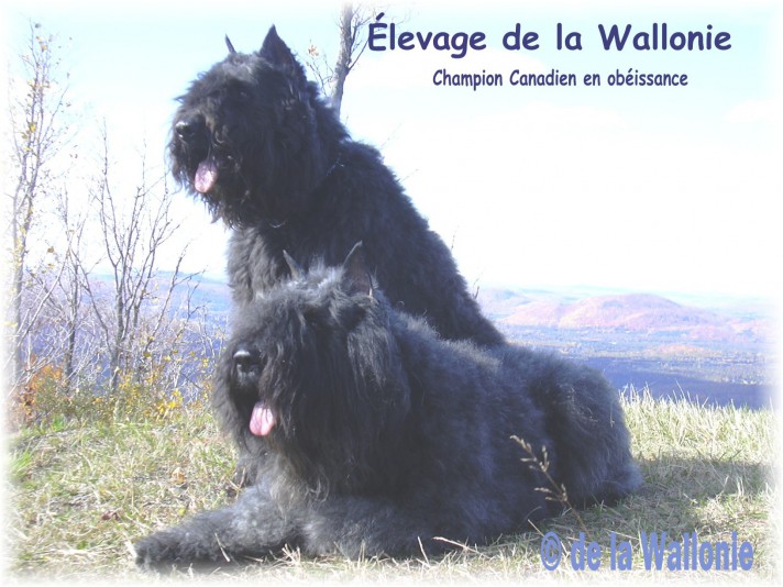 Bouvier des Flandres de la Wallonie Breeder