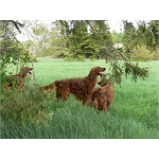 La Ferme du Vieux Pin //Setter Irlandais Breeder