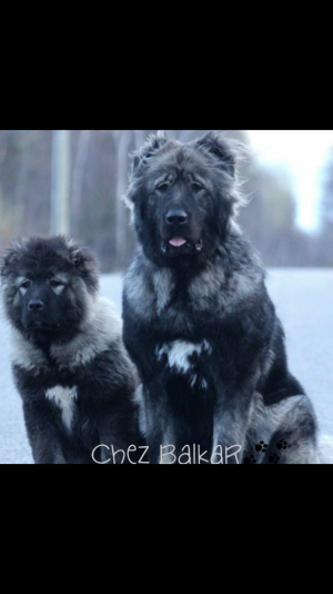 Caucasian Shepherd Chez Balkar