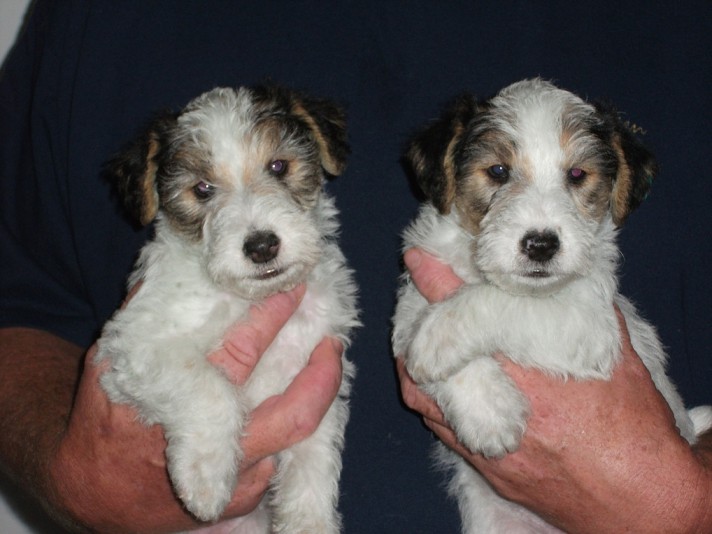 Wire Fox Terrier Majyta Breeder