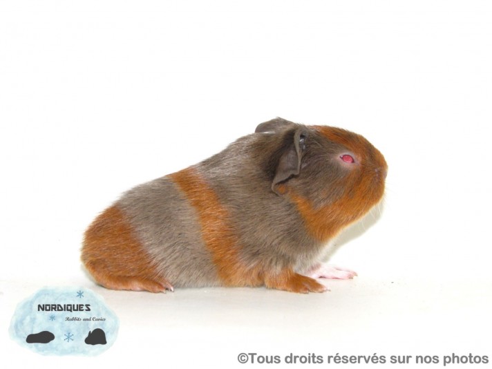 Élevage Nordiques - Guinea Pig Breeder