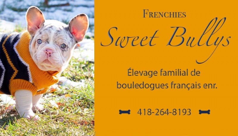 Élevage Frenchies Sweet Bullys