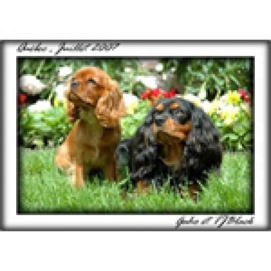 Cavalier King Charles Spaniel de l'Amitola Breeder