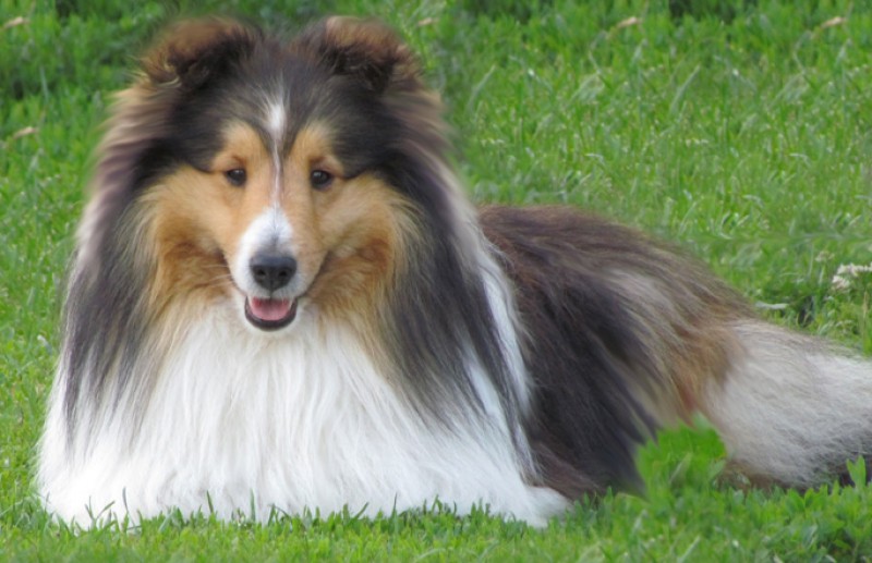 Shetland Sheepdog Niche du Petit Bonheur Breeder