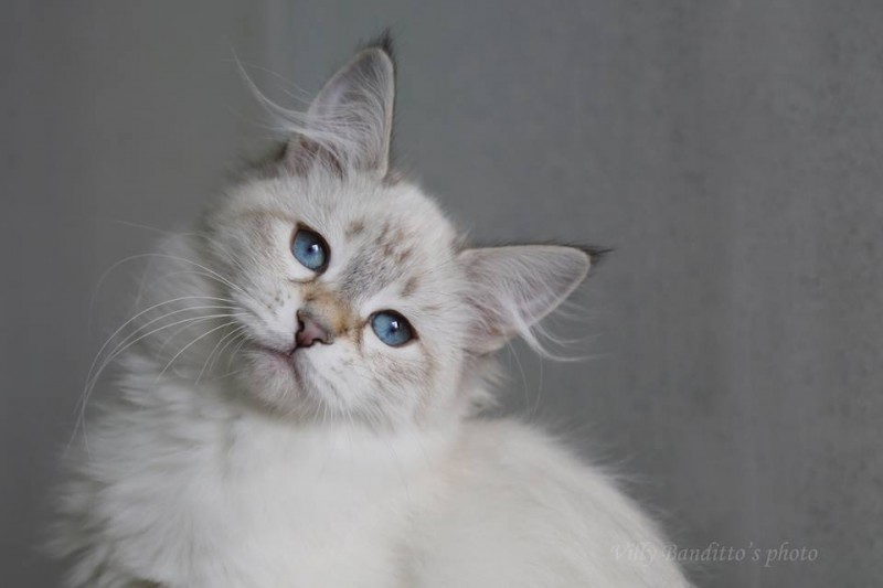 Samasté SENC Siberian Cattery