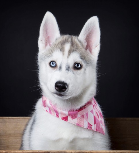 Fland'Or de Sibérian Husky