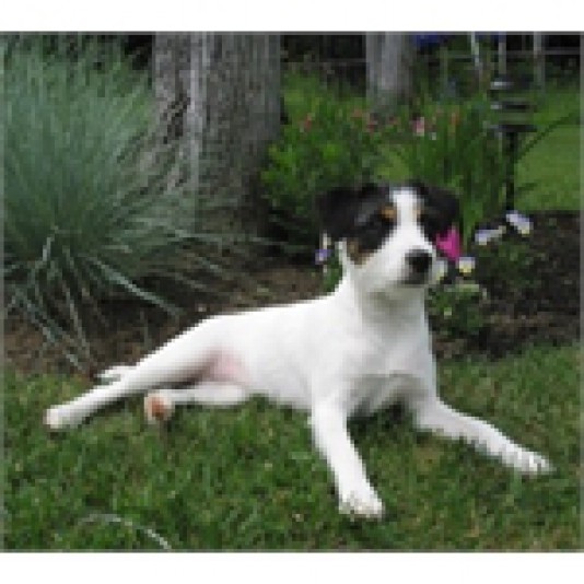 Dobaella's Parson Russell Terrier Breeder