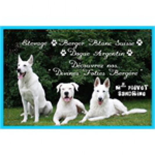 White Swiss Shepherd Divines Folies Bergère Breeder