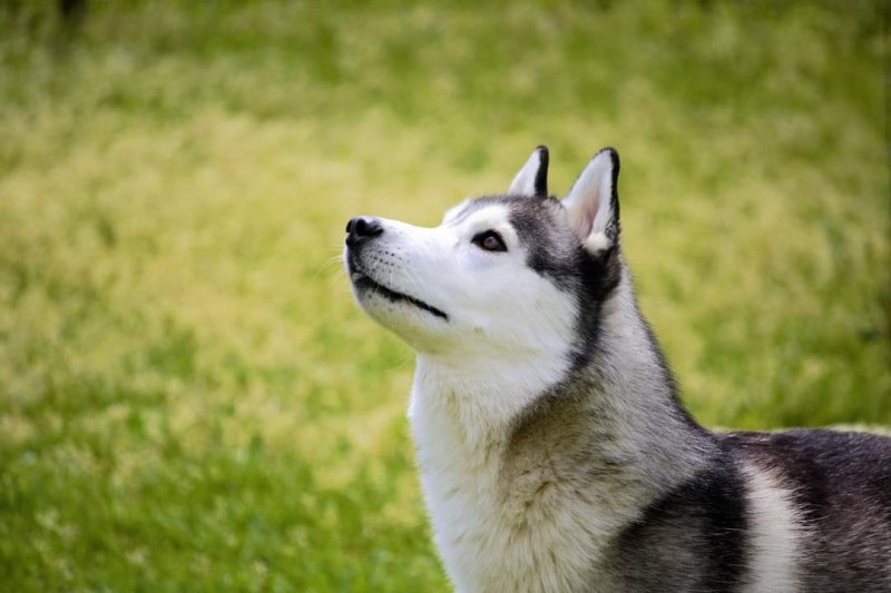 Lovesick - Siberian Husky Breeder