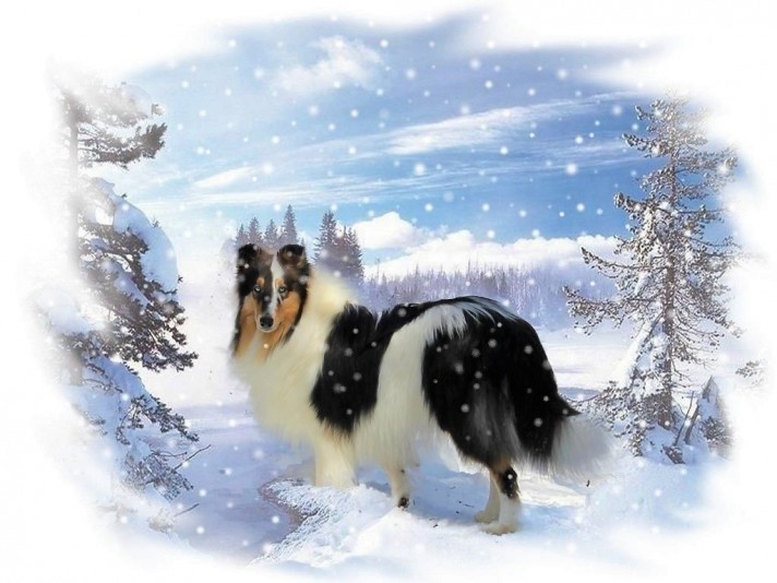 Élevage Harlequin - Rough Collie Breeder