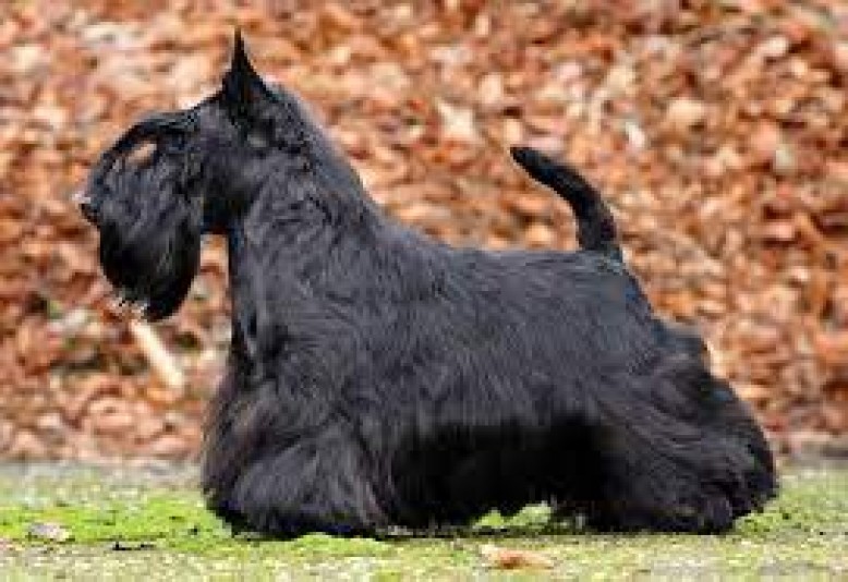 Scottish Terrier Elite Breeder