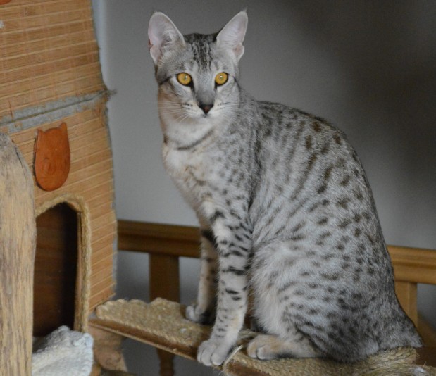 Umafelis - Savannah Cattery