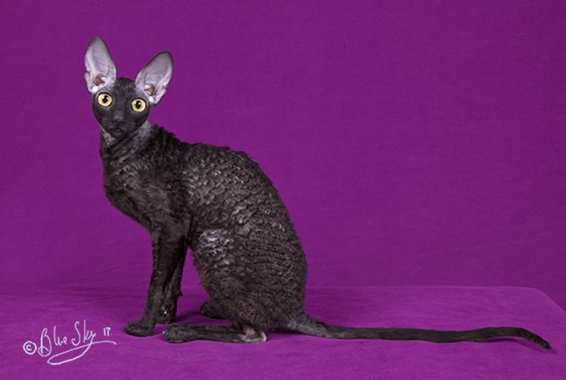 REXKWIZIT Cornish Rex Cattery