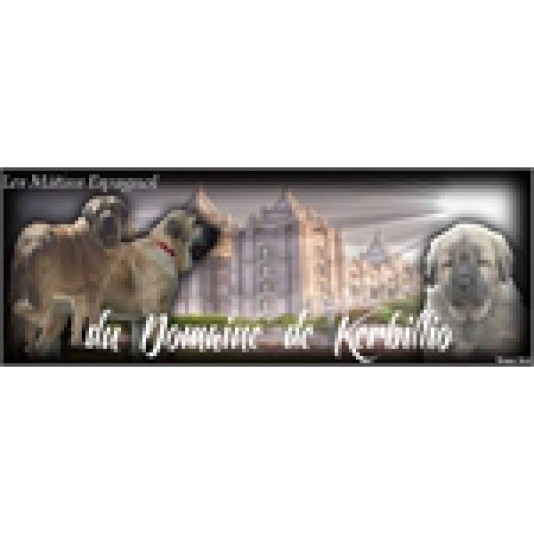 Spanish Mastiff Domaine de Kerbillio Breeder