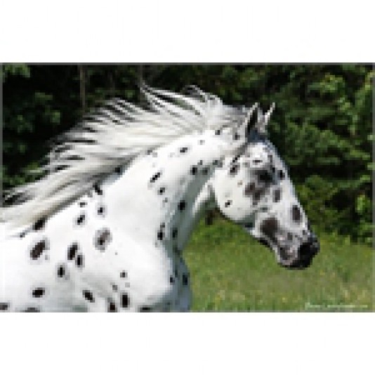 Double L Ranch Appaloosa Stable