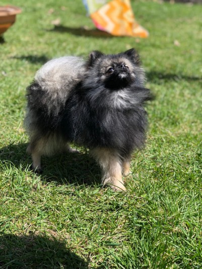 Schon Pomeranian Breeder